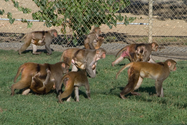 Rhesus monkeys socializing