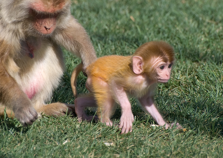 Rhesus mom and baby