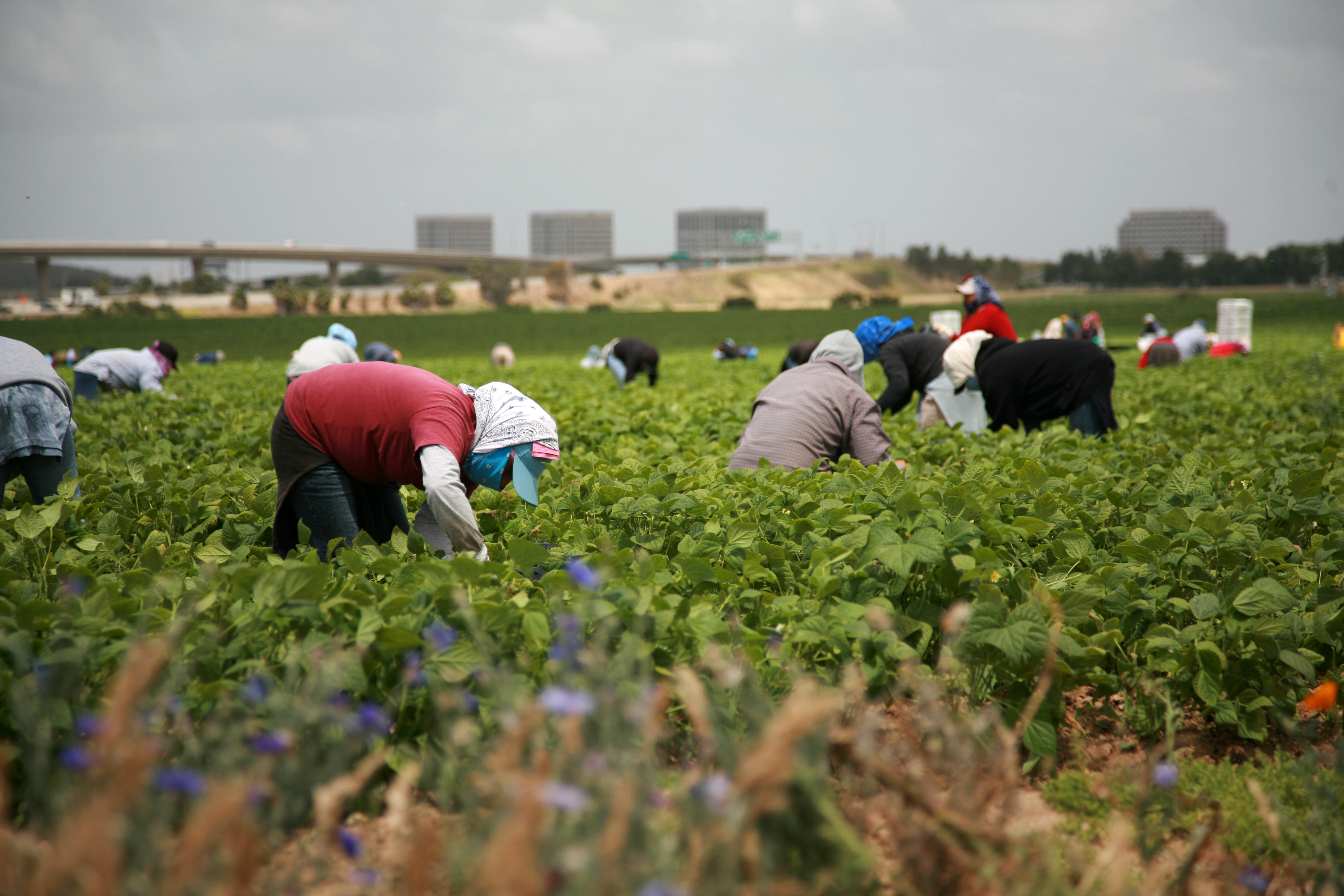 Agricultural workers working in a field with a highway in the background