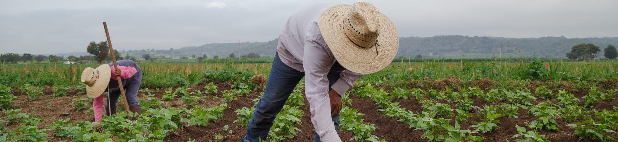 Farmers wearing straw hats tending to crops in a green field under a cloudy sky.
