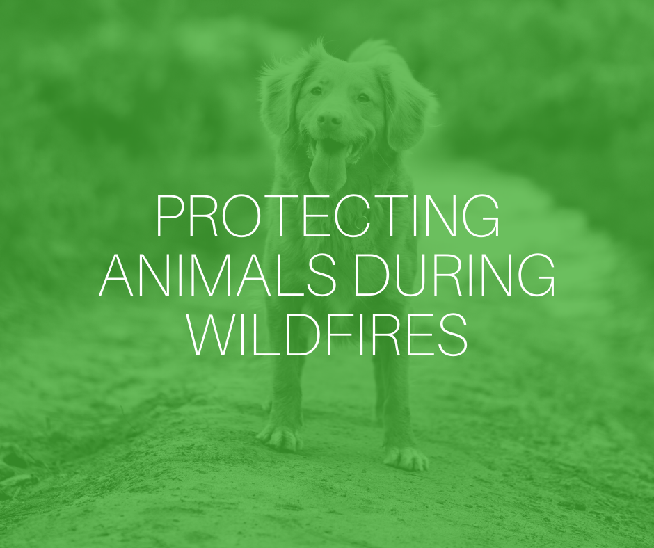 Protecting animals during wildfires