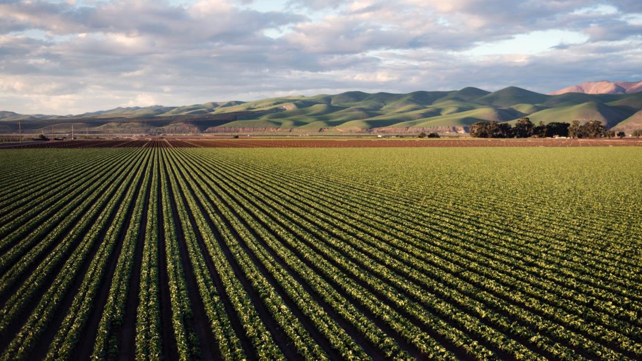 Agricultural field