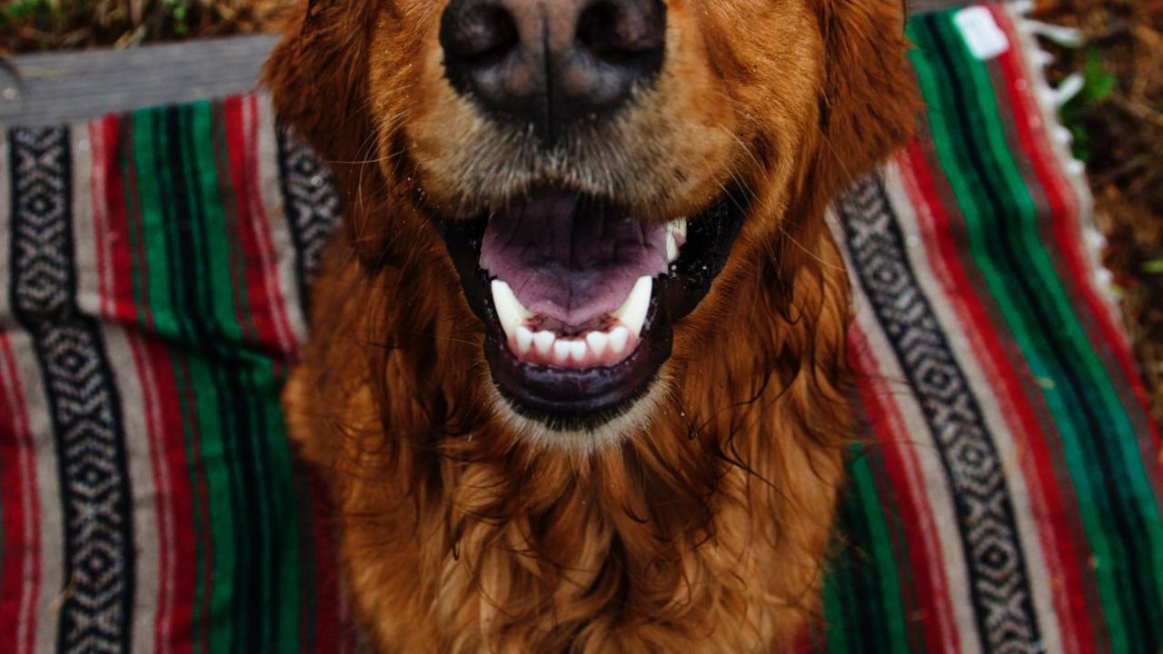 Dog