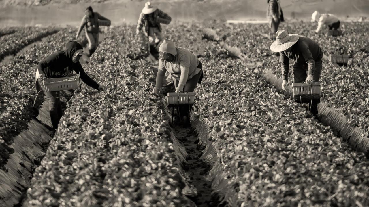 Farmworkers in a field