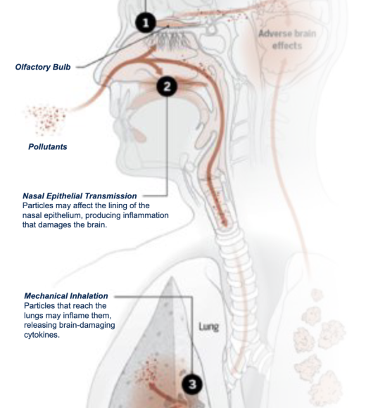 image of human anatomy respiratory system