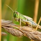 Locust on a wheat shaft