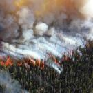 Wildfire burning through forest.