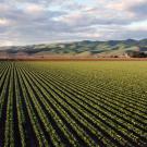 Agricultural field