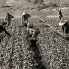 Farmworkers in a field