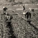 Farmworkers in a field