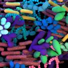 Microbiome