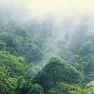 Foggy tree rainforest