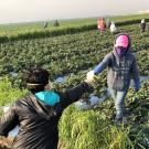 Farmworker given mask - photo credit CAUSE