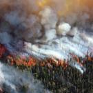 forest fire