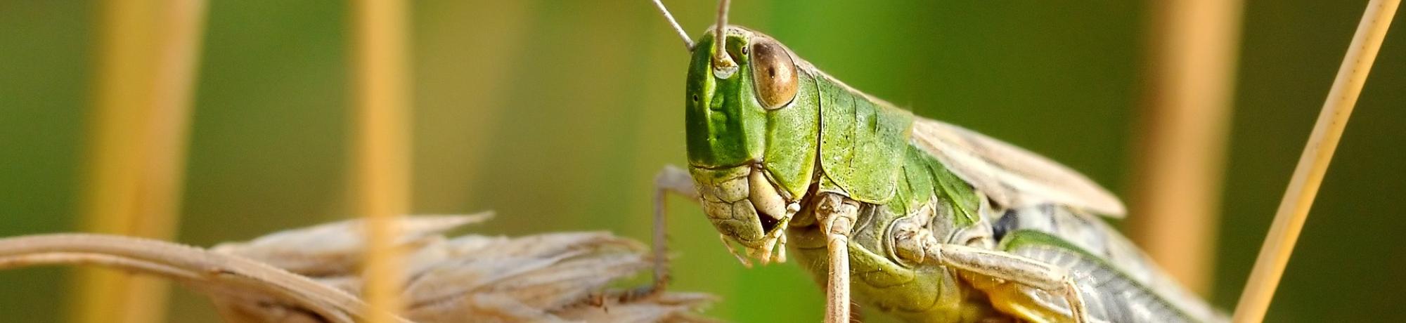 Locust on a wheat shaft