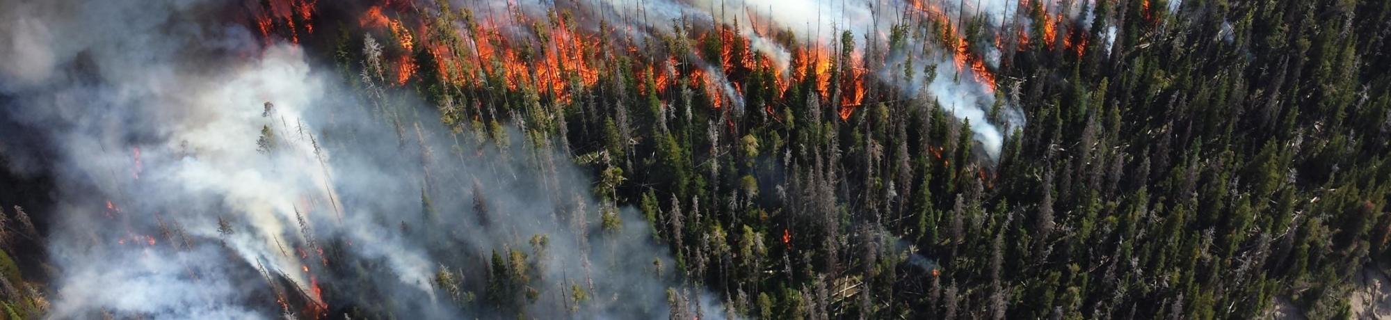 Wildfire burning through forest.