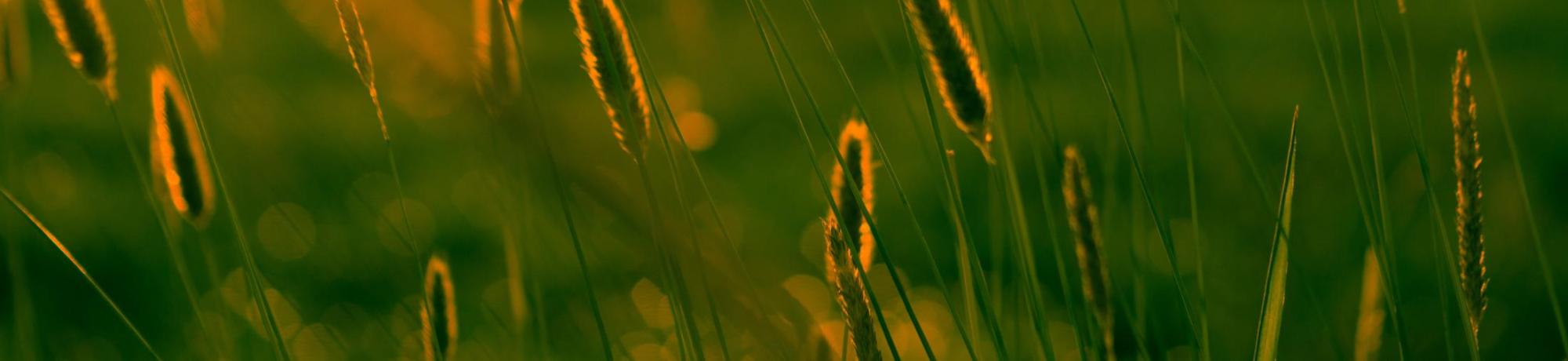 Sunrise over meadow