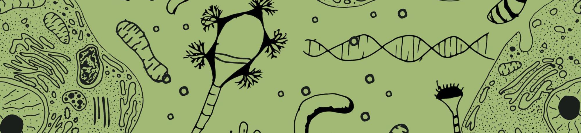 Cells and DNA components