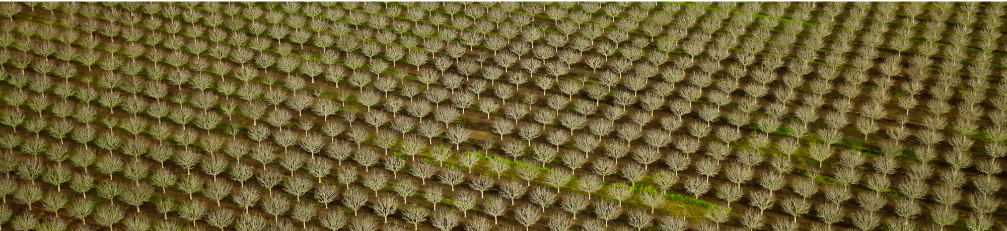 Aerial view of neatly arranged rows of almond orchard trees.